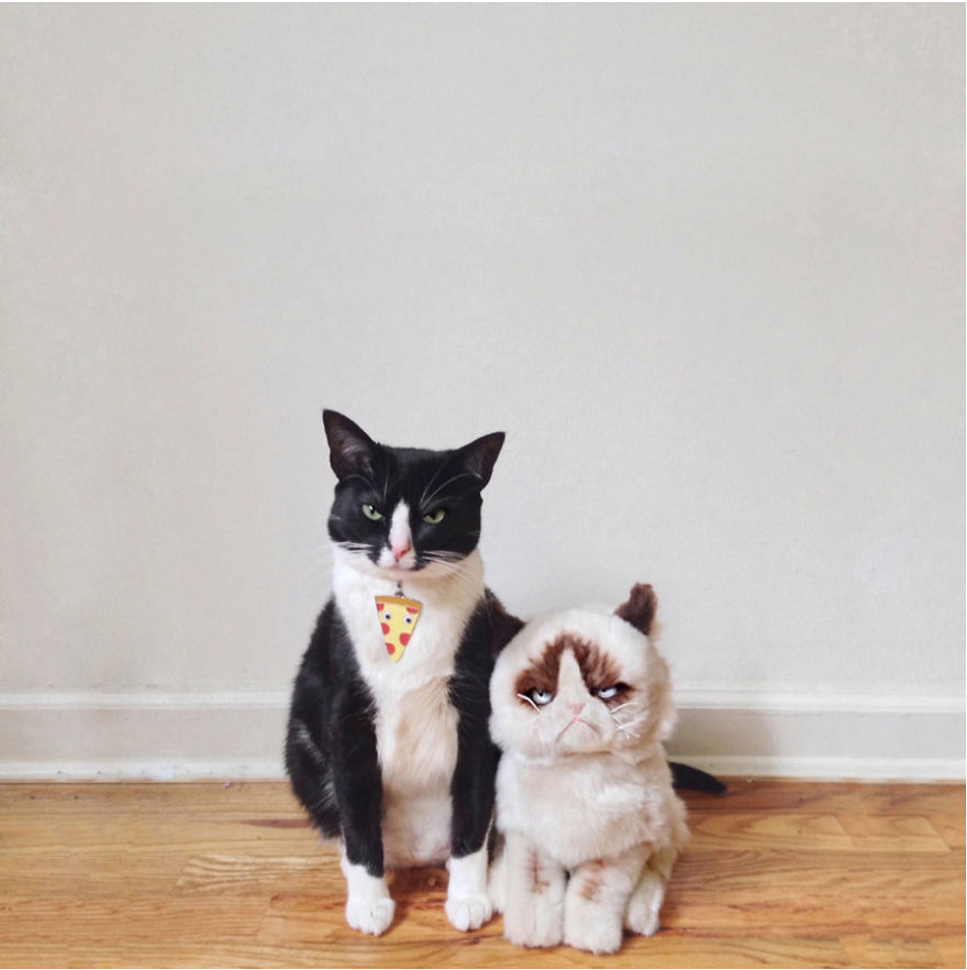 Adaroable Cats From Instagram