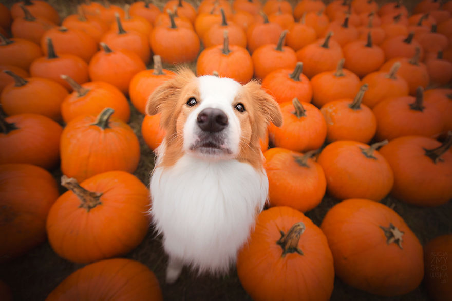 My Dogs And I Found A Place Full Of Pumpkins And Decided To Have Some Fun!