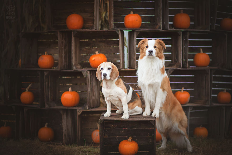 My Dogs And I Found A Place Full Of Pumpkins And Decided To Have Some Fun!