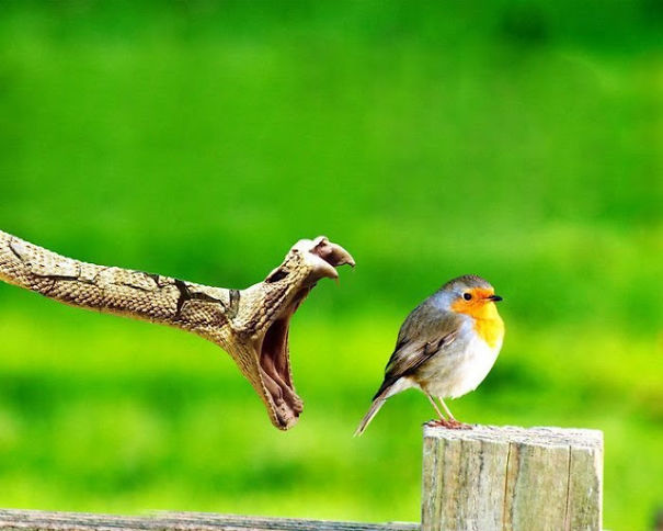 Award Winning Photos