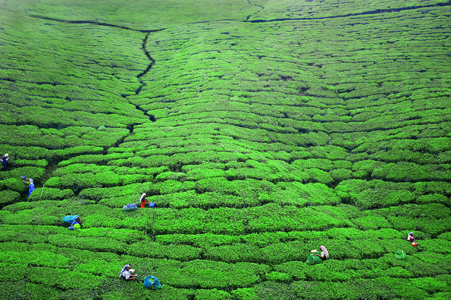 Women Are Working In The Tea Plantations Near Nuwara Eliya, Sri Lanka