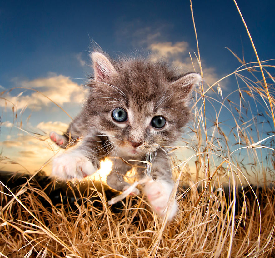 Rescue Kittens Caught In Mid Pounce 11 Pics Bored Panda