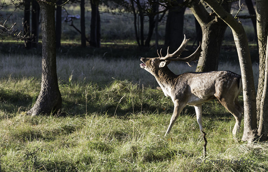 Fallow Deers In The Wild In Holland
