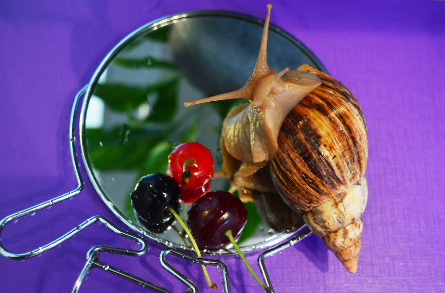 20+ Photos That Will Make You Want A Pet Snail
