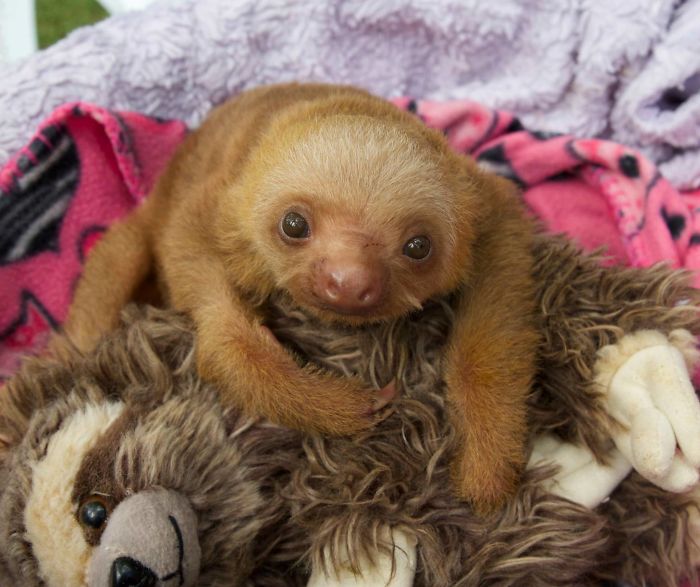 Cute Sloth