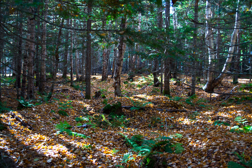 Canada - Indian Summer Forest