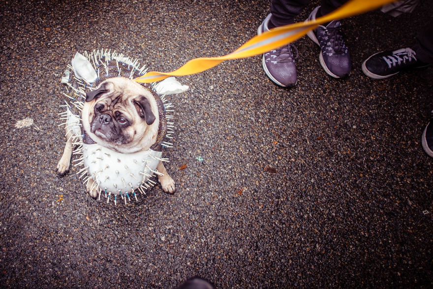 The Annual Tompkins Square Halloween Dog Parade