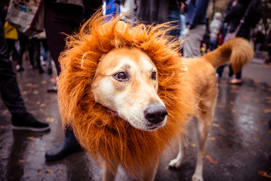 The Annual Tompkins Square Halloween Dog Parade