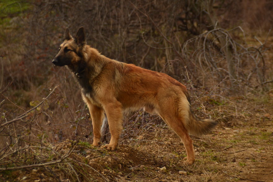 markos,a Wolfdog Returns To Nature