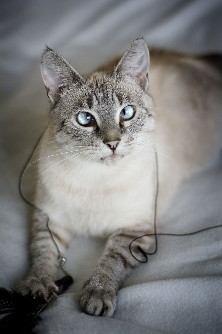 I Photograph Cats To Help Them Get Adopted