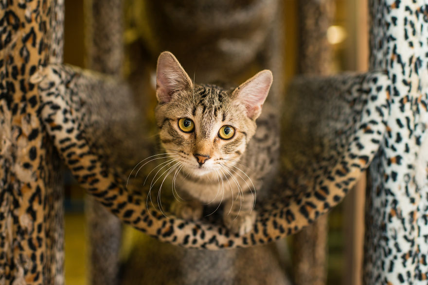 I Photograph Cats And Kittens At The Cat House On The Kings To Promote Adoption