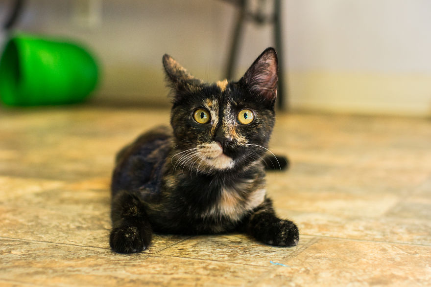 I Photograph Cats And Kittens At The Cat House On The Kings To Promote Adoption