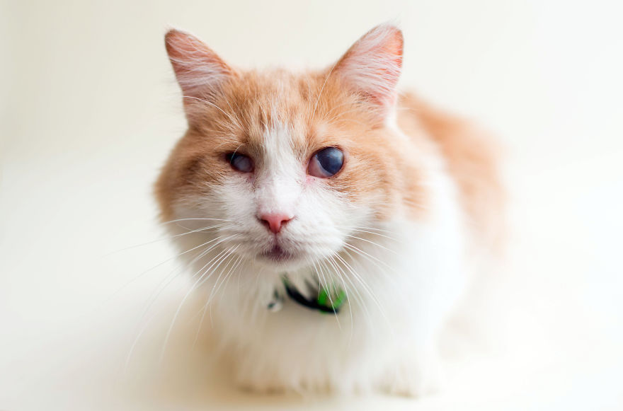 I Capture The Beauty Of Blind Cats To Help Them Get Adopted