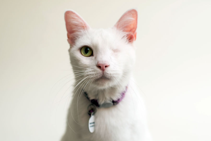 I Capture The Beauty Of Blind Cats To Help Them Get Adopted