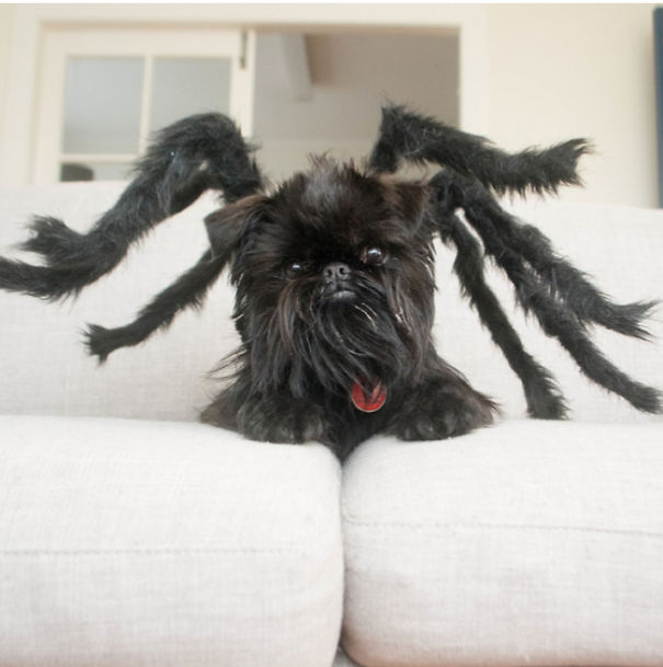 Dogs Are Getting Ready For Halloween Party