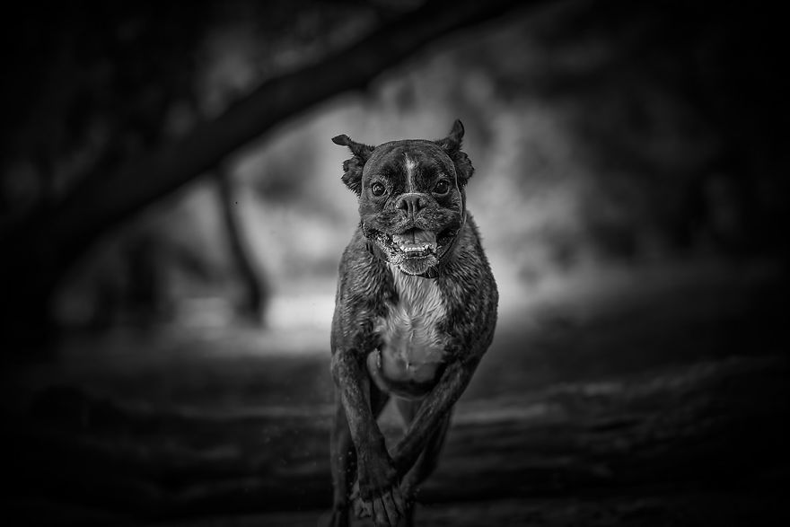 I Show My Boxers Funny Expressions Thourgh Black & White Photography