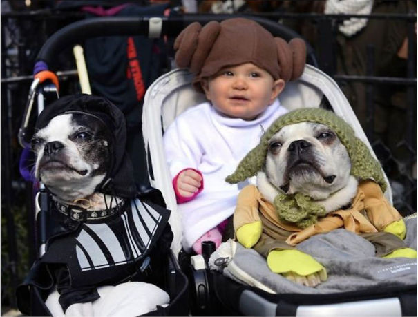 Dogs Are Getting Ready For Halloween Party