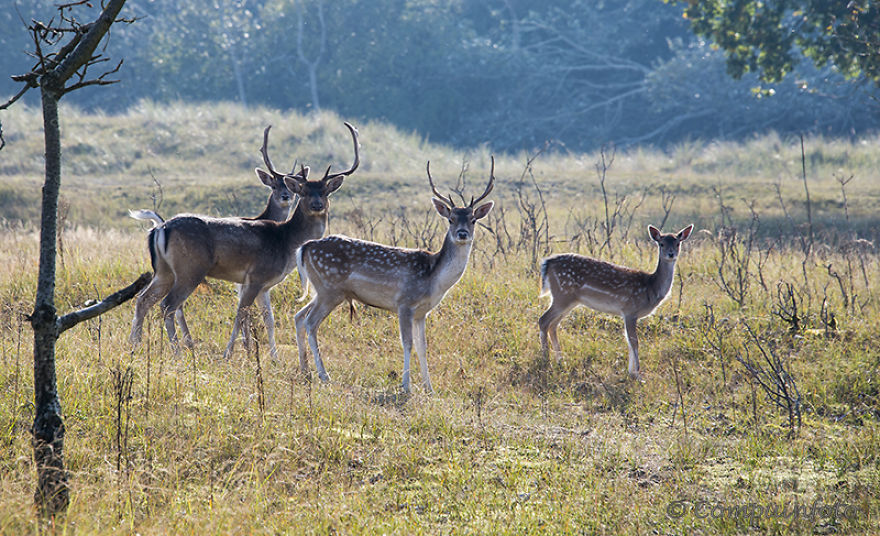 Fallow Deers In The Wild In Holland