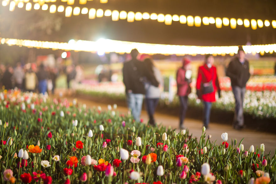 Floriade Is Australia's Biggest Celebration Of Spring