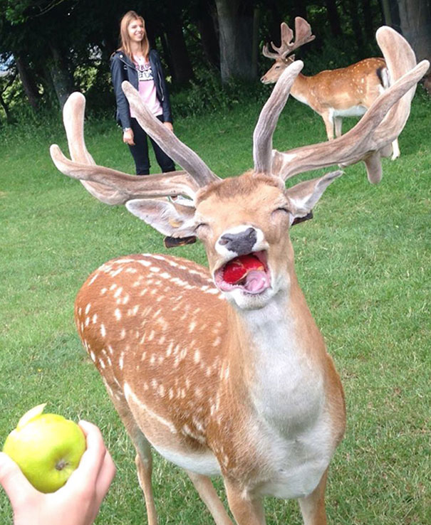 Happy Deer Eating An Apple