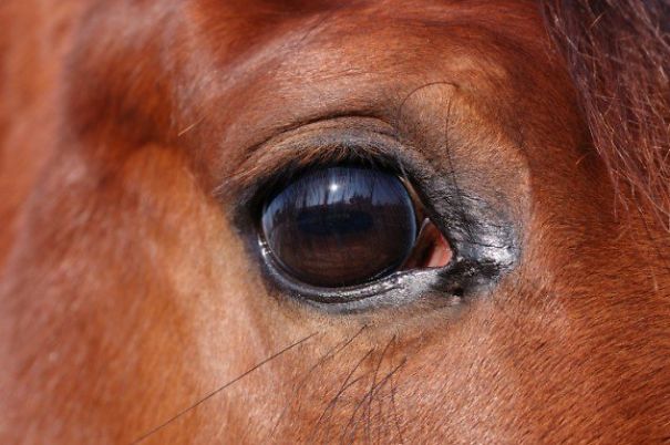 Going Through These Fast Facts About Horses Will Make You Love Them More Than Ever Before