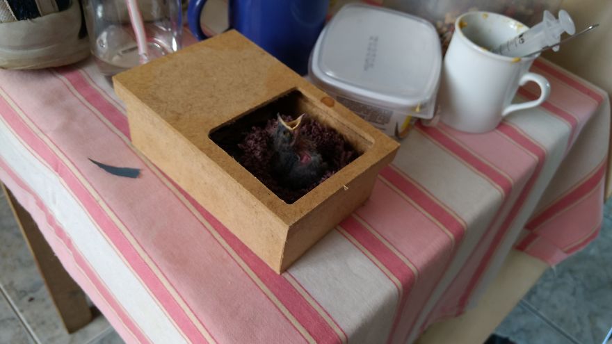 I Made A Crochet Nest For An Abandoned Baby Swallow