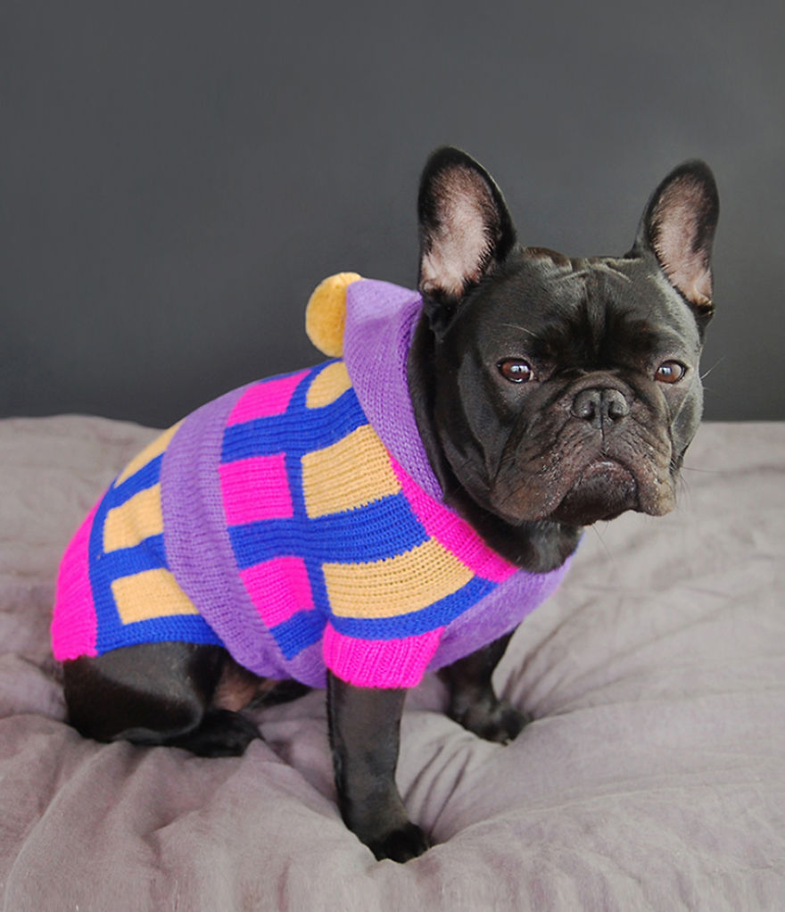 I Sent My French Bulldog On The Time Machine To Find The Perfect Sweater (9 Pics)