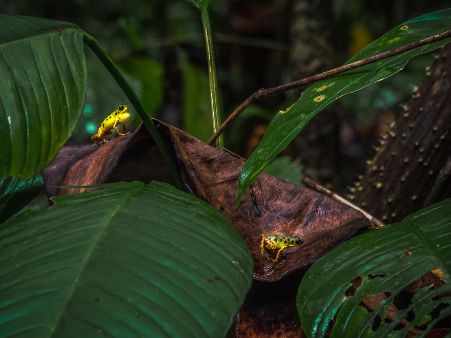 I Started A Documentary To Save Poison Dart Frogs And Their Rainforests
