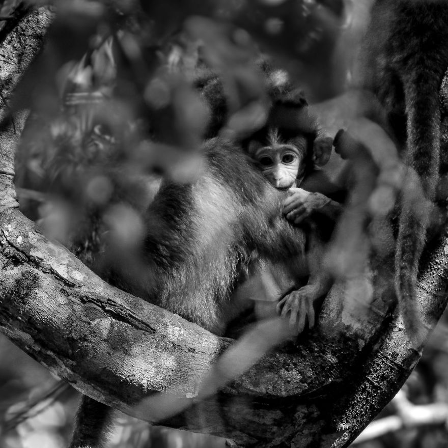 I've Photographed Kids Of Both Human & Non-Human Primates To Show Nature Conservation Importance For Future Generations