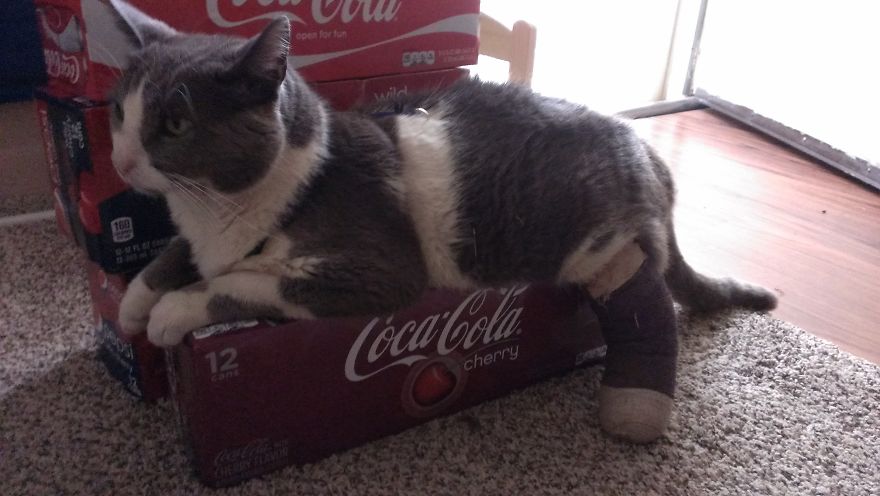 Cat Found Seat For Him And His Bum Leg