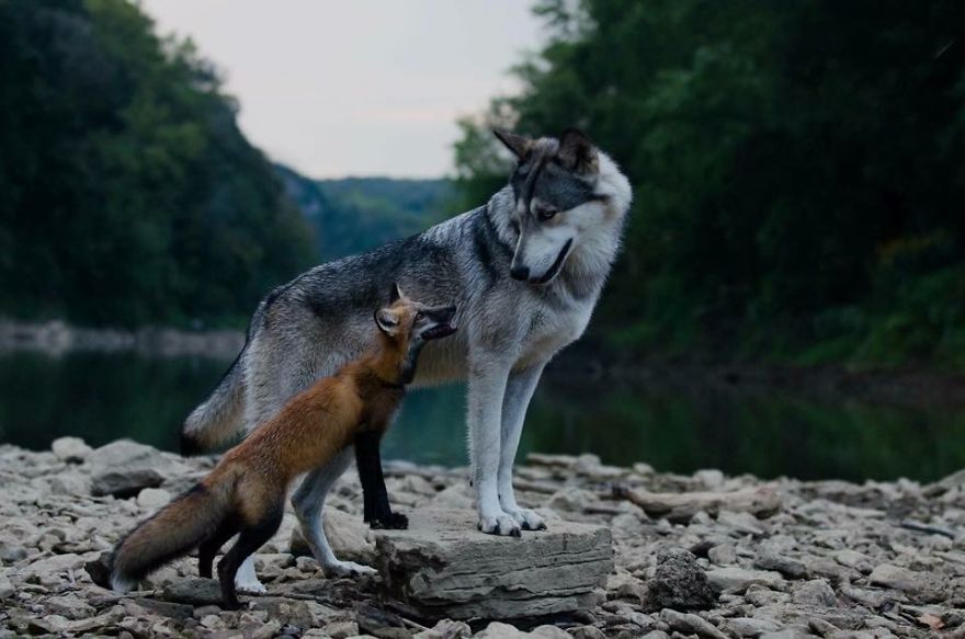 A Fox And The Wolf