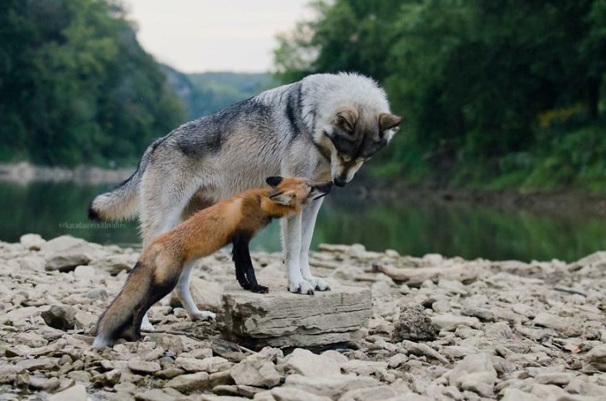 A Fox And The Wolf