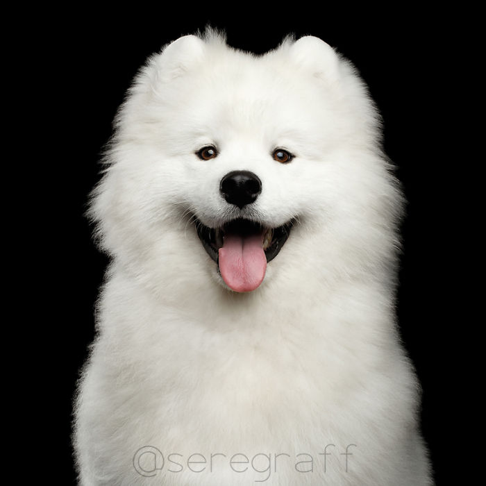 I Photograph Human-Like Portraits Of Dogs