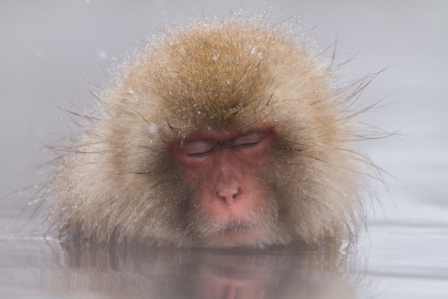 I Photograph The Human Side Of Snow Monkeys