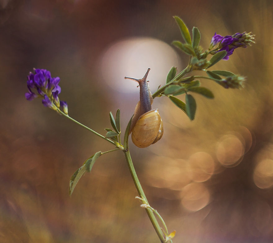 I Photographed Fairy-Tale World Of Snails In Poland