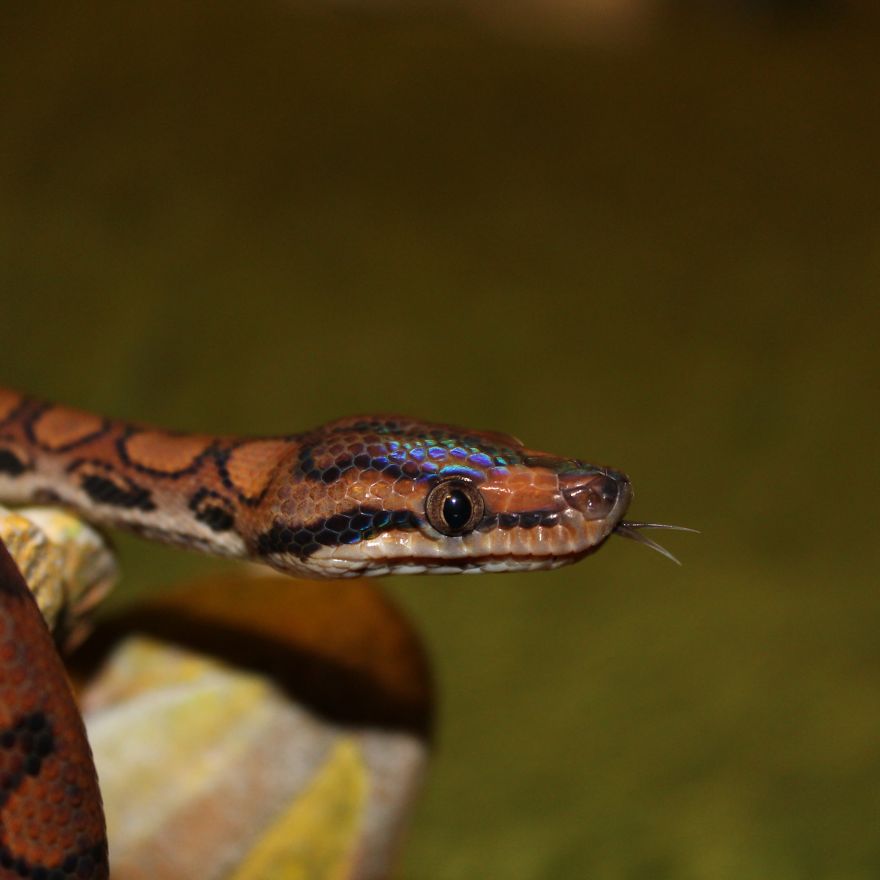 The Last Photoshoot Of My Snake Amber