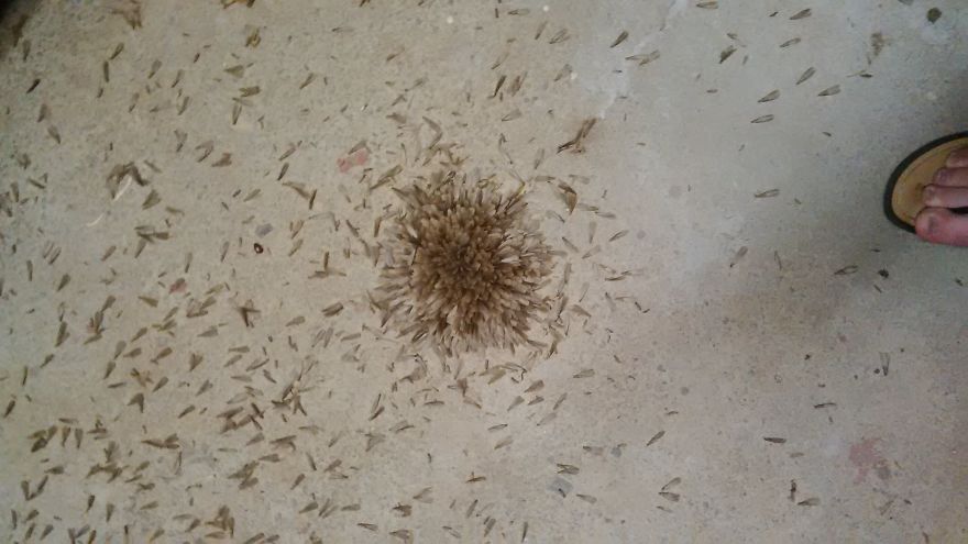 Strange First Time Encounter With Termites Forming A Flower (video)