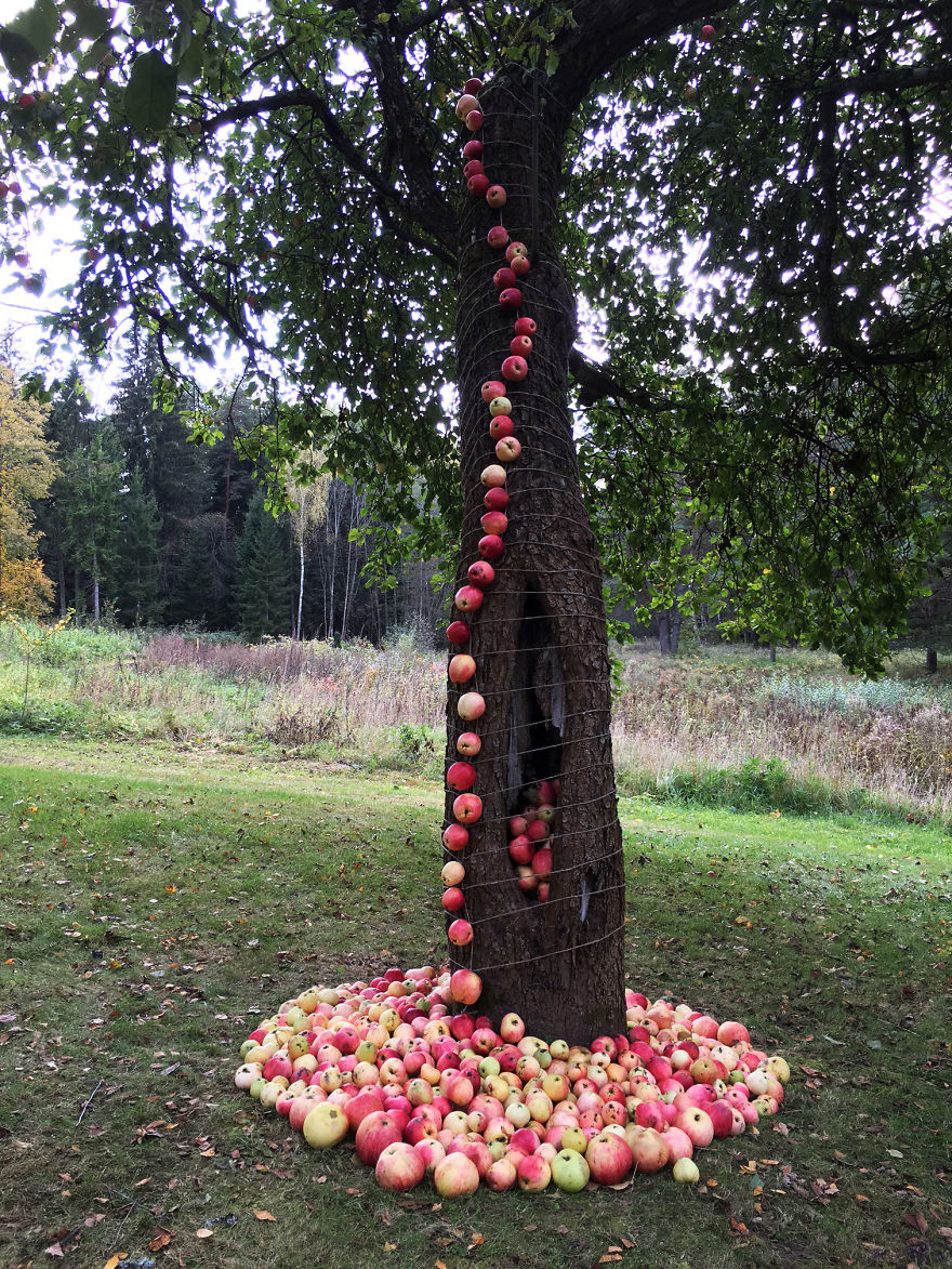 My Land Art Project "Down From Apple Tree"