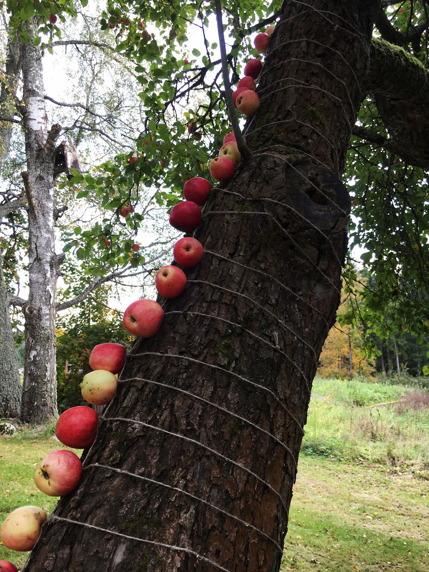 My Land Art Project "Down From Apple Tree"