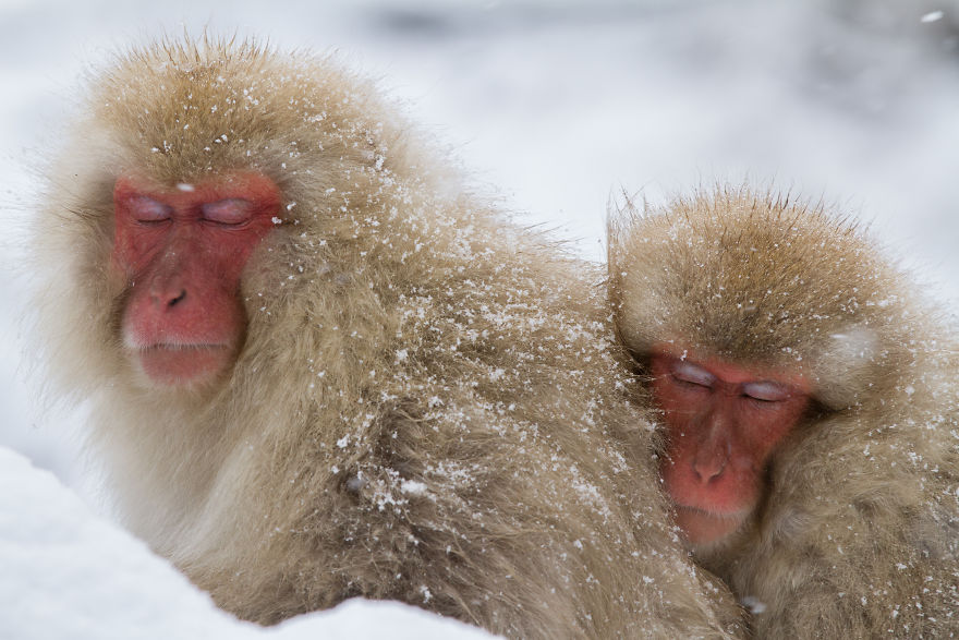 I Photograph The Human Side Of Snow Monkeys