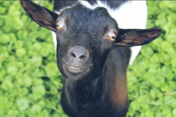 This Goat With His Cheesy Smile
