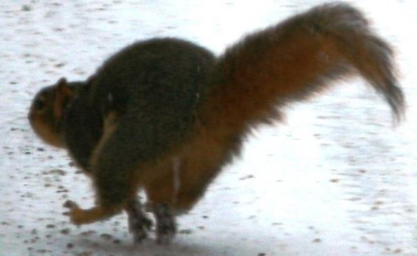 Squirting Squirrel. I Scared The Sh!t Out Of It, Literally.