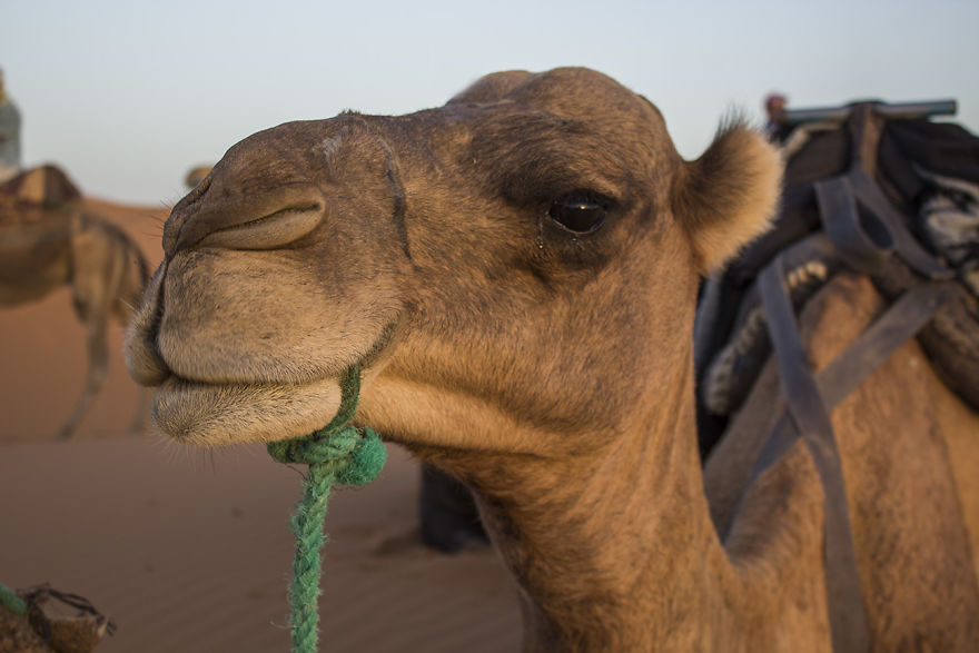 Camels Into The Sahara To Fall Asleep Under The Stars