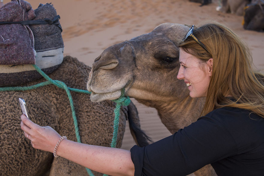 Camels Into The Sahara To Fall Asleep Under The Stars
