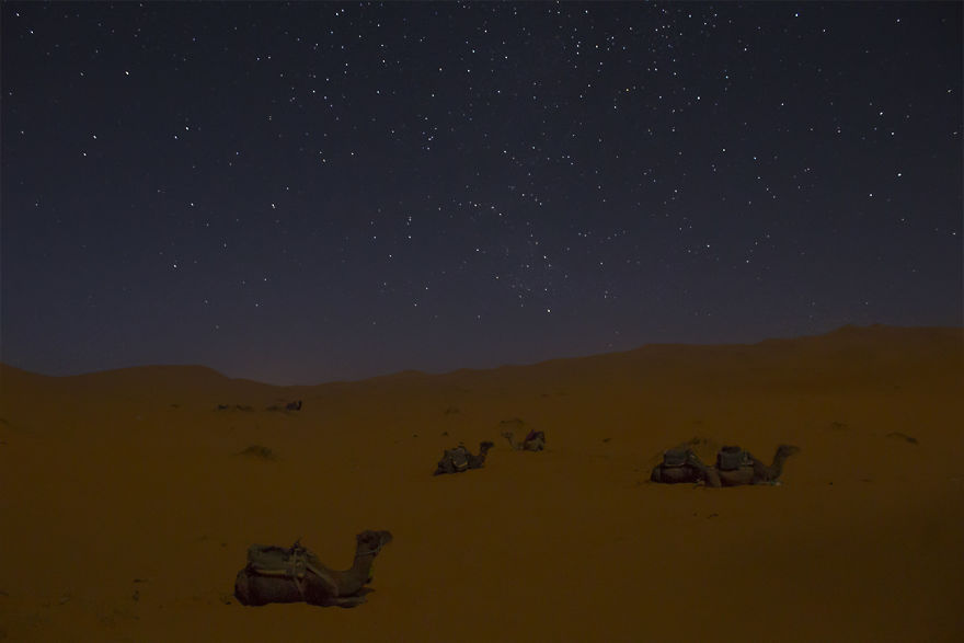 Camels Into The Sahara To Fall Asleep Under The Stars