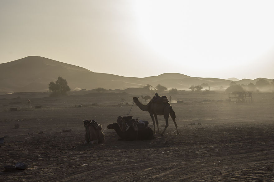 Camels Into The Sahara To Fall Asleep Under The Stars