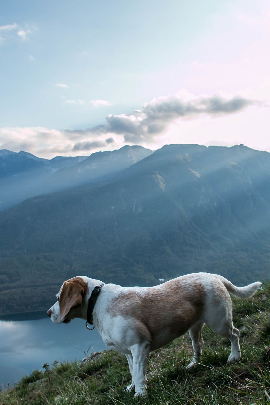 I Hiked Through Slovenia With My Dog For Two Weeks