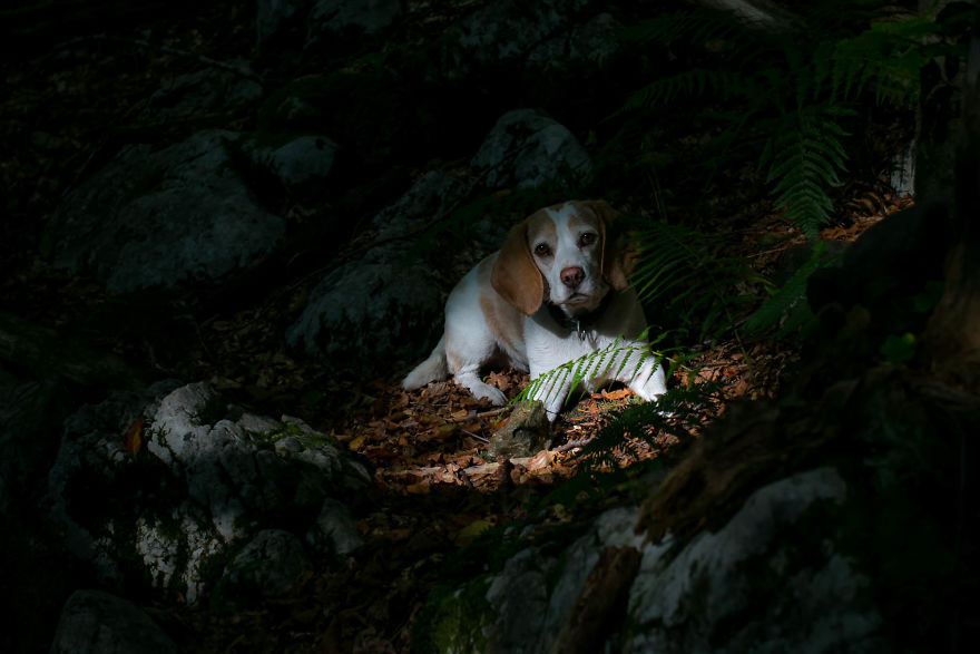 I Hiked Through Slovenia With My Dog For Two Weeks