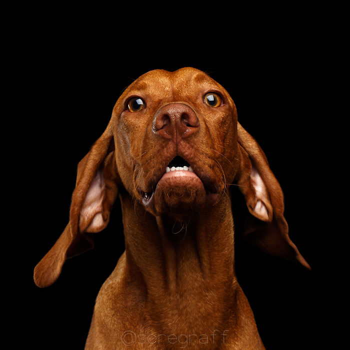 I Photograph Human-Like Portraits Of Dogs