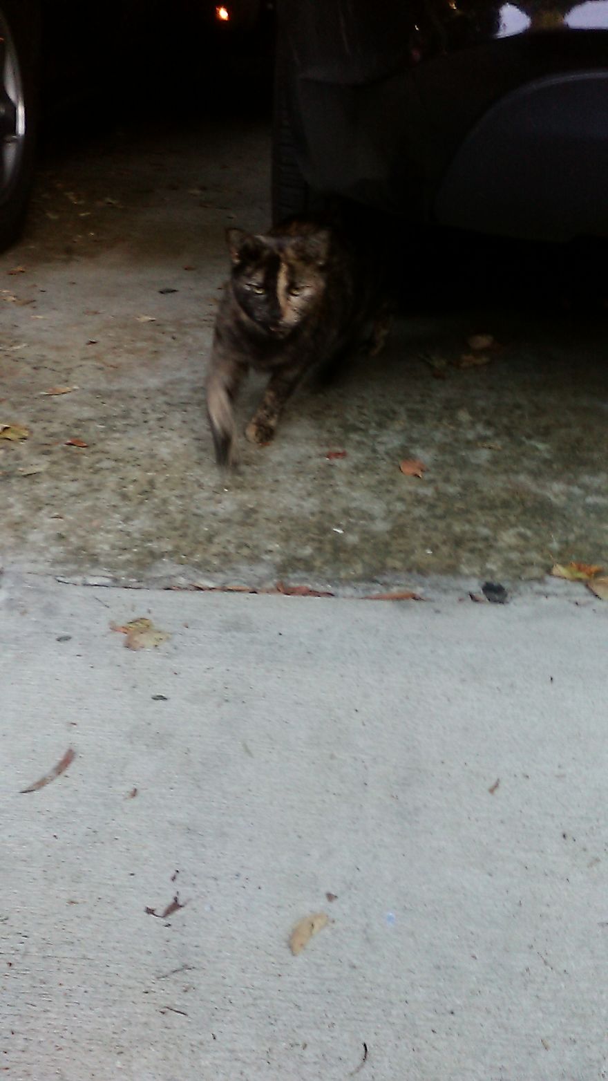 Meet Smokey And Charlie: House Cat Vs Street Cat